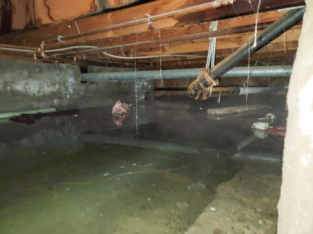 Best Local water damage restoration  in Edinburg, IL